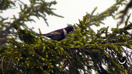 Ringdrossel im Alpenraulm [turdus torquatus alpestris]