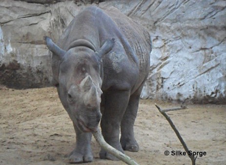 Spitzmaulnashorn im Zoo Magdeburg