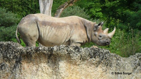 Spitzmaulnashorn im Zoo Zürich